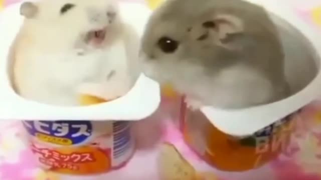 Hamster Animals4World