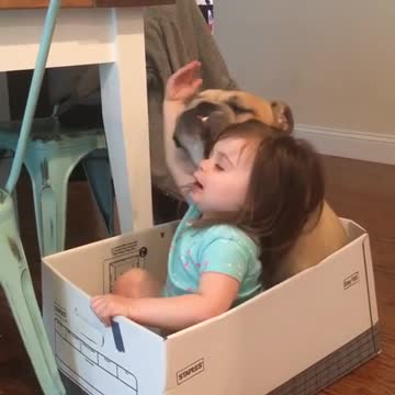 Pequeña cantante hace una adorable serenata a su Bulldog Inglés