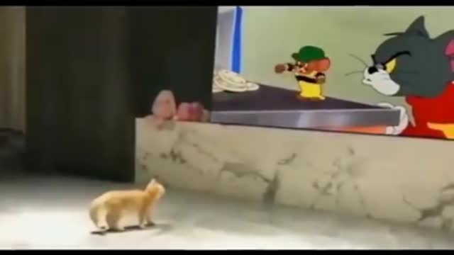 Cat cat cat chat 🐱