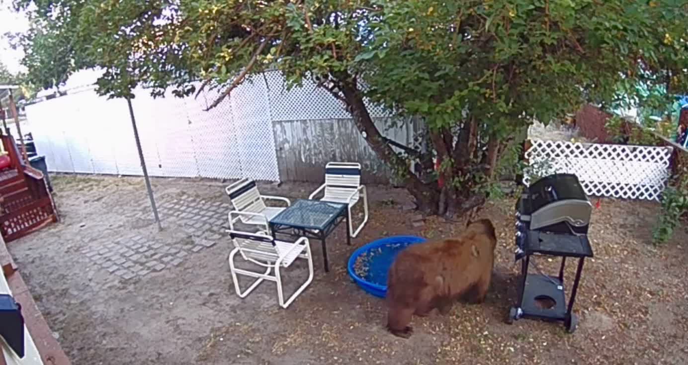 Bear Tries Foraging Empty Apple Tree