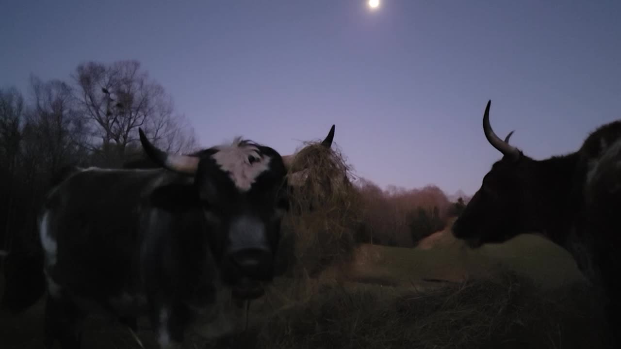 Valentines dinner by the Moo-oon light!