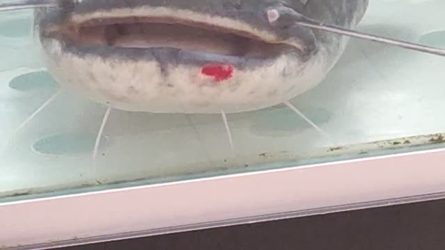 Went to the store and saw this. Fish try to speak