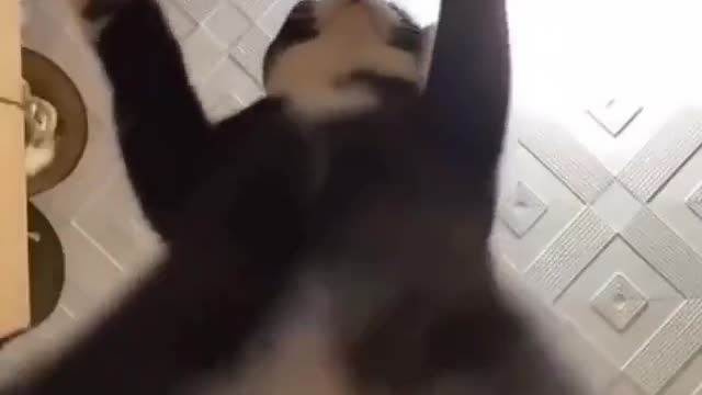 the cats dance