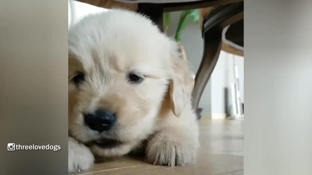 Little Potatos Golden Puppy Waiting For Dinner