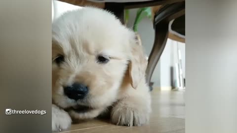 Little Potatos Golden Puppy Waiting For Dinner