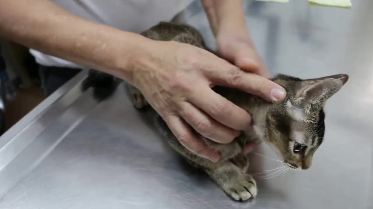 8-month-old cat has wounds below the neck