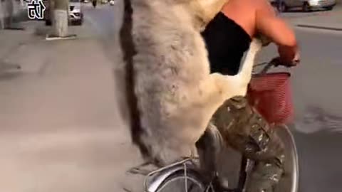 Donkey Riding Bike! No joke.