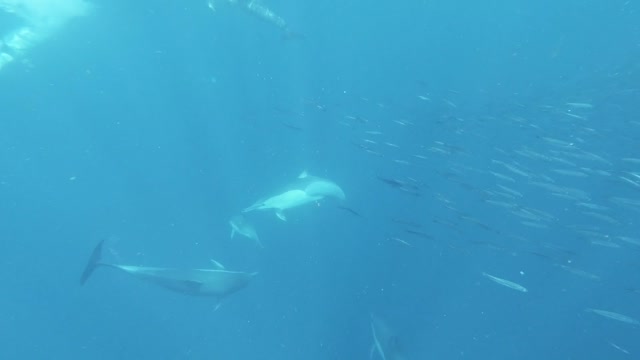 Dolphin Playing In Deep Blue Sea