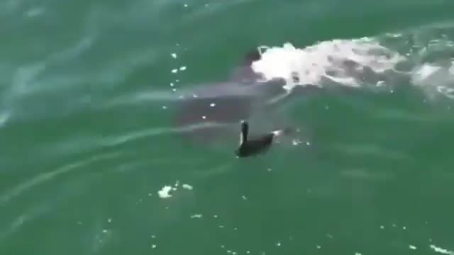 duck makes silly shark