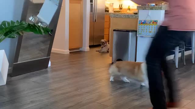 Close Call for Mirror and Corgi