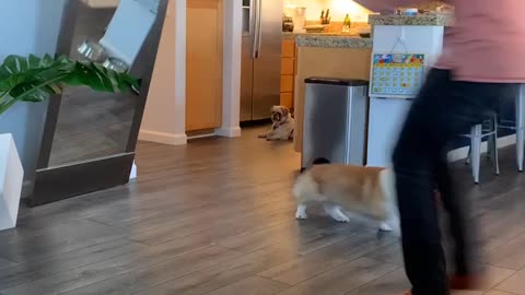 Close Call for Mirror and Corgi