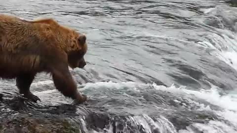 Brooks Falls Bears, Katmai AK