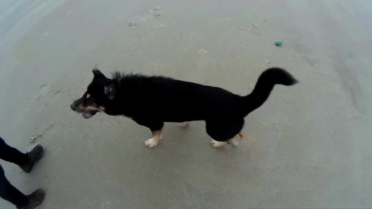 Dog playing on the Beach of Amrum in Germany