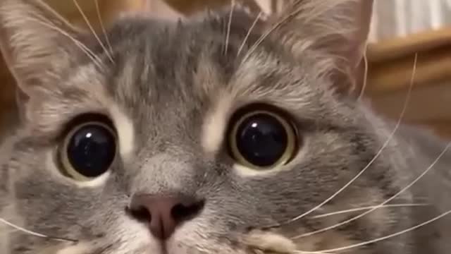 Curious cat, the ending is even funnier
