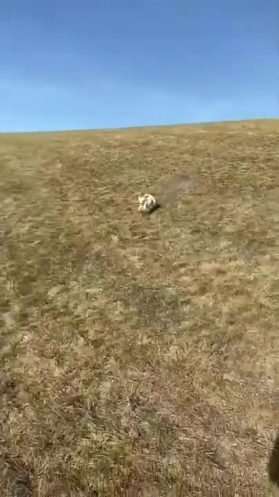 Amazing funny animals