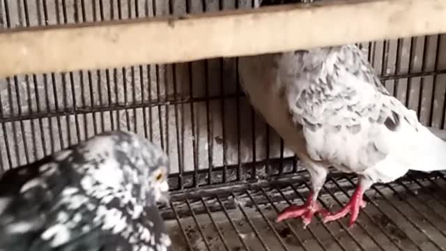 Taddy pigeons video new,videos of birds