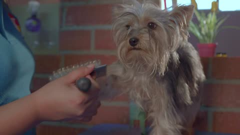 Dog groomer working with a little dog