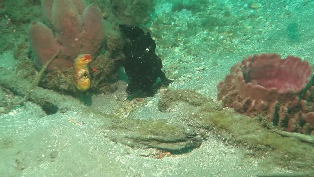 Frogfish In Bali