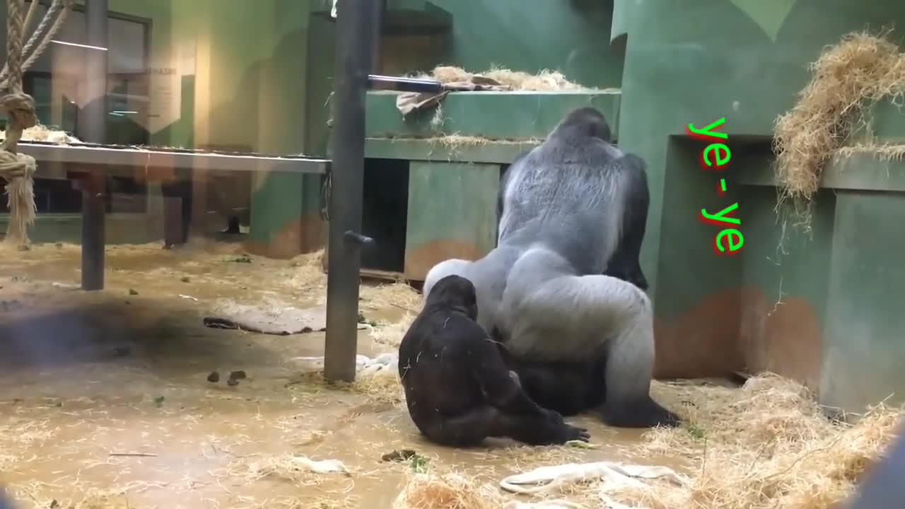Animal World | Die to laugh at the chimpanzees who do it like humans