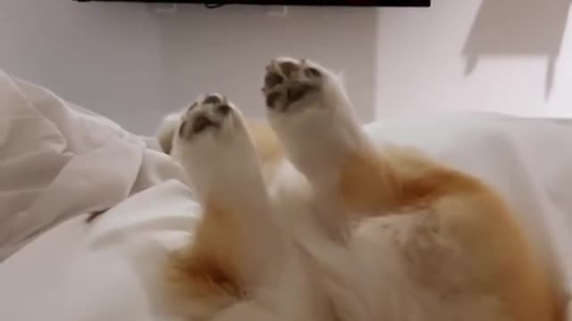 ireplace For Your Home + Corgi Butt = unbeatable combo