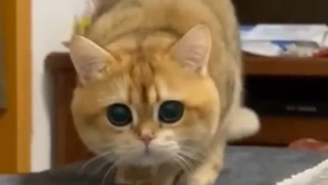 Ready? Go!😍🐱