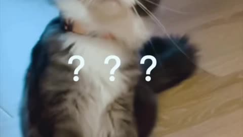 The confusing behavior of cat 🐈‍⬛