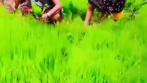 Dancing Peacock beautiful video