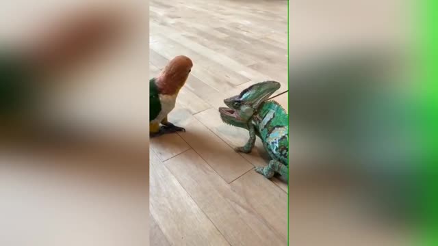 A funny clip between a parrot and a chameleon😂😂