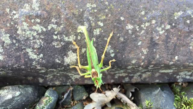 Green Locust Track Down His Pray