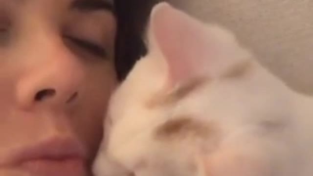 Cute kitty kisses her owner