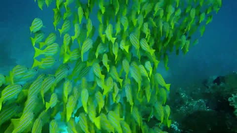 Amazing Underwater Sea life // Impressive Nature