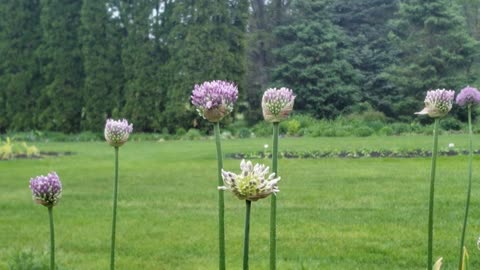 open air flower 'shoppe' viewing only