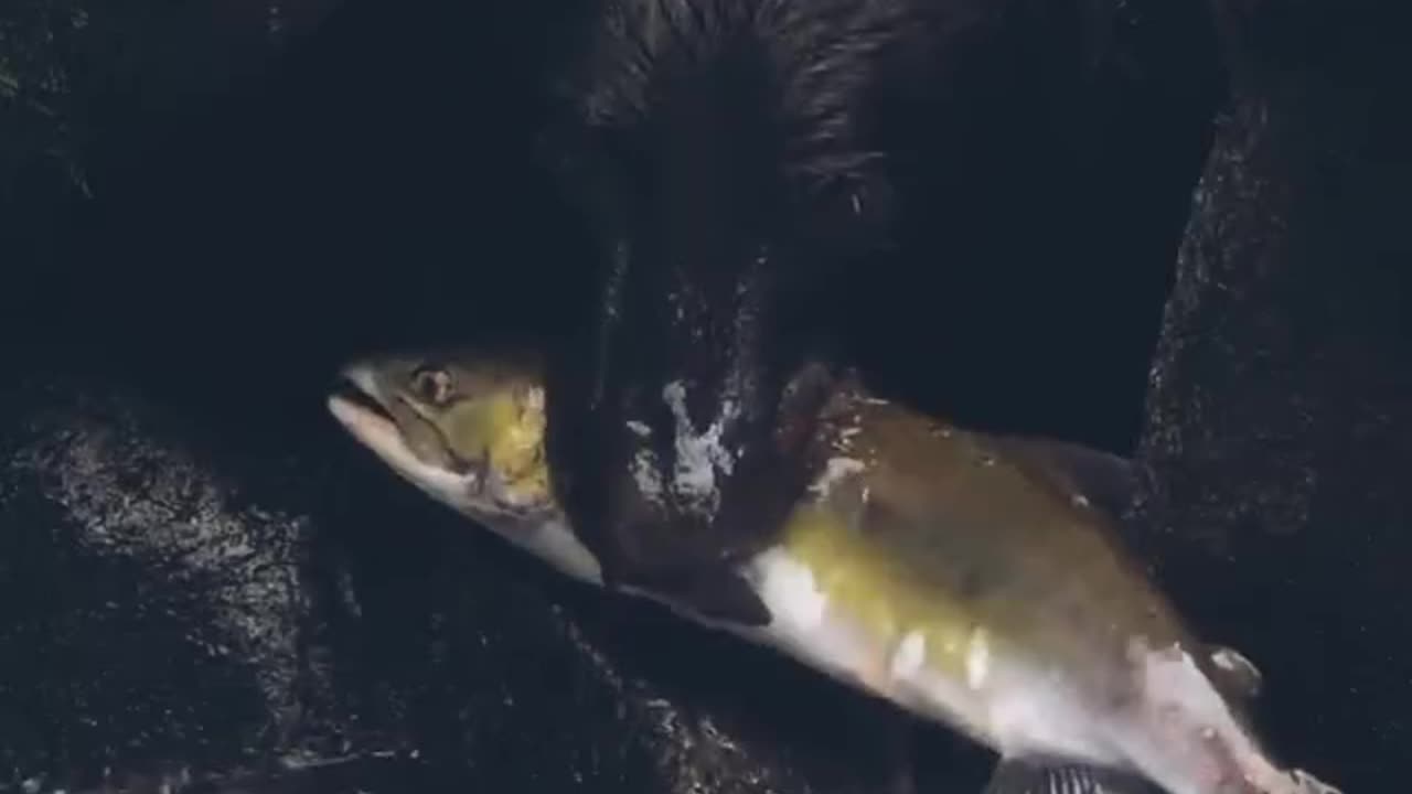 The Bear Catching Fish 🐠🐼 #fish #bear #animals