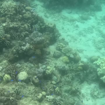 It’s Snorkeling Time!