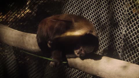 Monkey Lying on a Branch and Eating Leaf