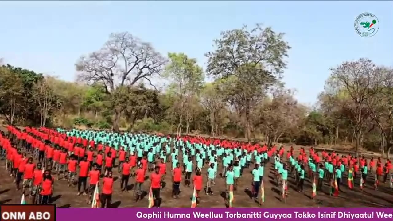 Qophii Humna Weelluu ONM-ABO Bitootessa 26-2024 Dhiyaadhaa!