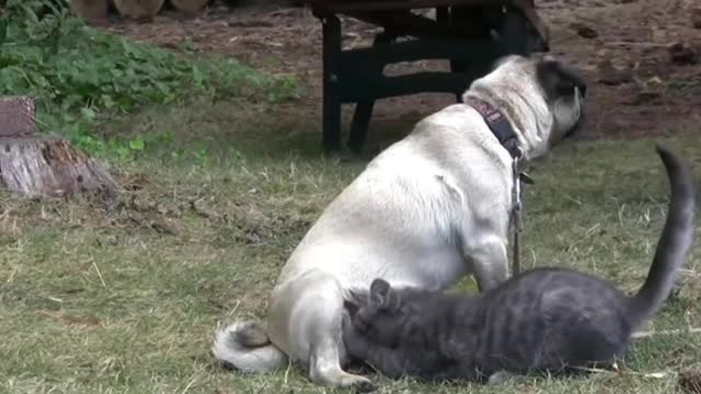 Brave Kitten vs 10 Pit Bull Puppies vs Pug _ Cute Puppies _ Doge