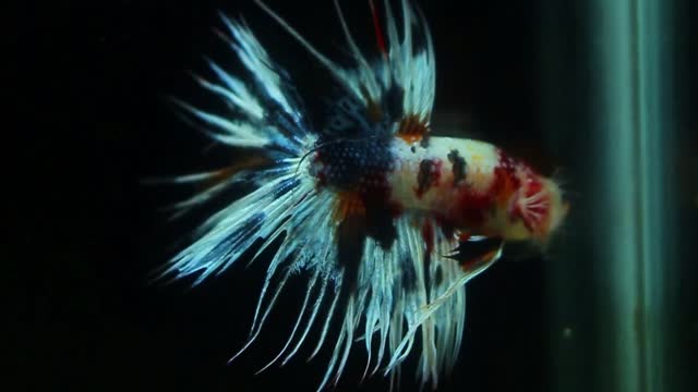 Betta fish with attractive tail