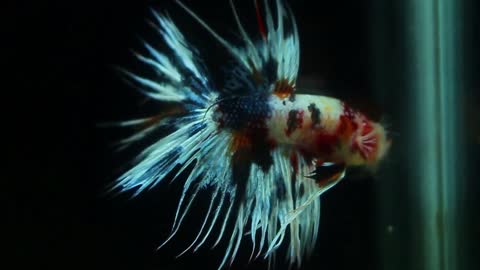 Betta fish with attractive tail