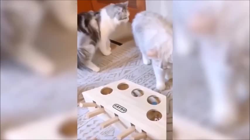 groups of cats are scared with toys, look what happened