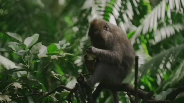 Wild Animals Hanging on the Tree Little Monkey Outdoors in Forest, Footage of Macaques,