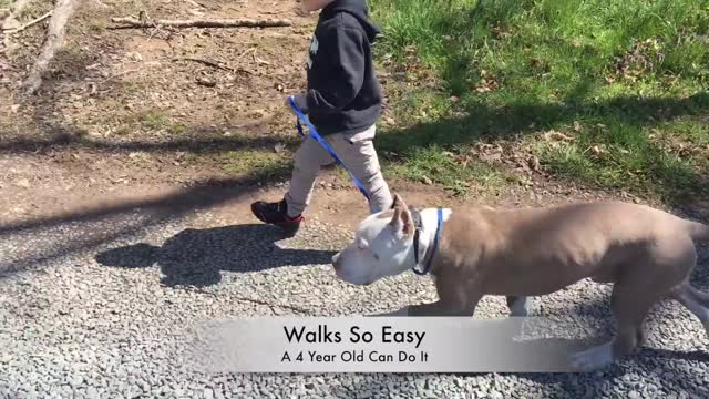 Pit Bull, Cyrus | Pit Bull Dog Training | Off Leash Pit Bull Training + Results