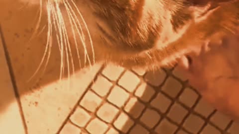 the cat learns to speak
