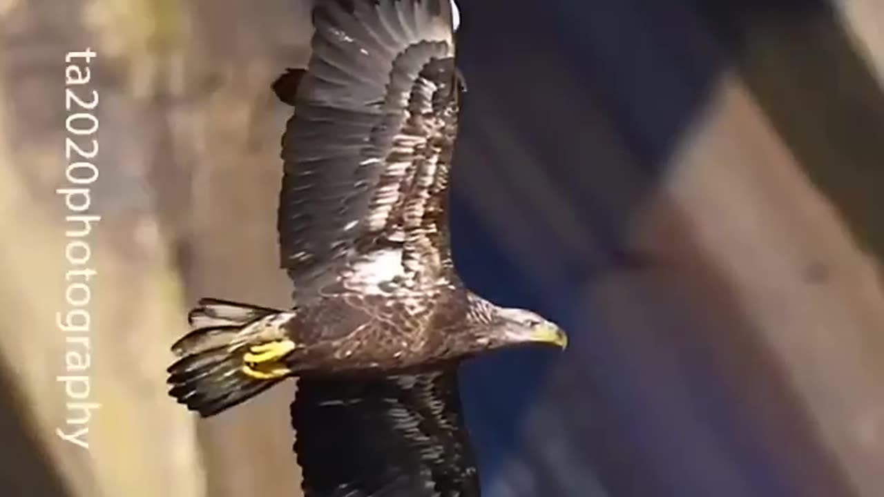 Top 5 Peregrine falcon attacks 🥶🔥 #peregrinefalcon #hunting