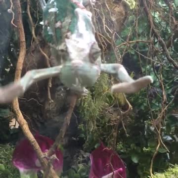 Camaleón interactúa con humano en el zoo