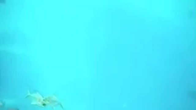 Underwater restaurant with mermaid show