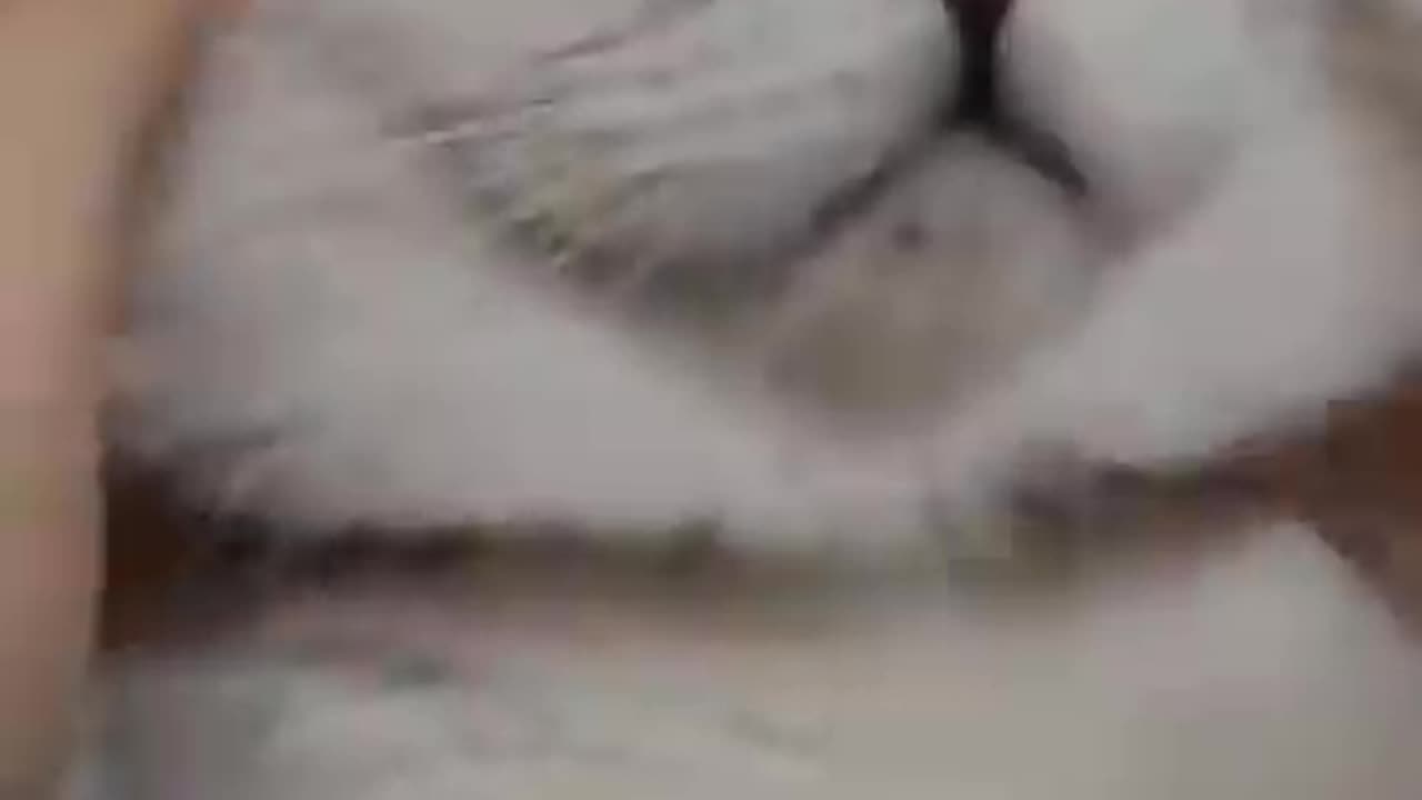 Funny videos
