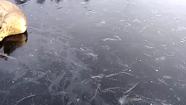 Deers Saved From Slippery Frozen Lake