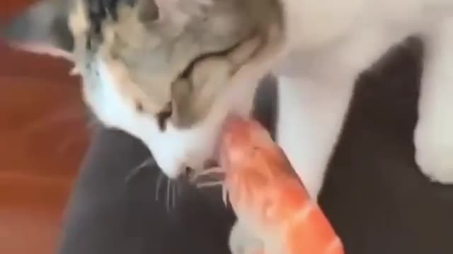 When normal cat eating fish and my cat eating 🤦😂😂