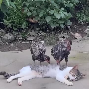 Funny animal _A new type of massage 💆‍♀️